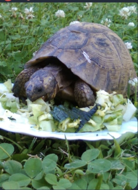 Tortuga 