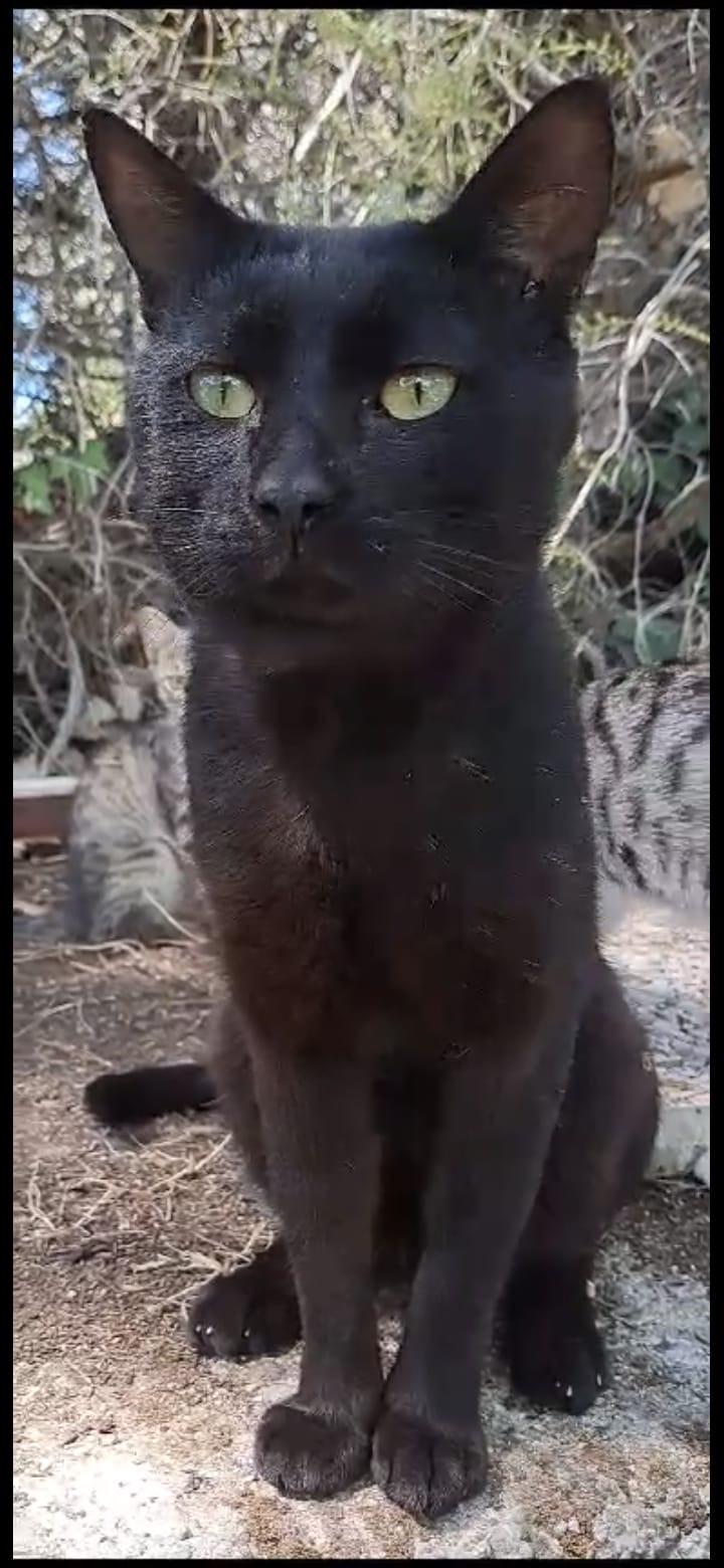 Misha (grande y manso)